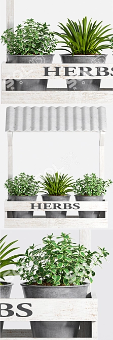 Sustainable Herb Plants 3D model image 2