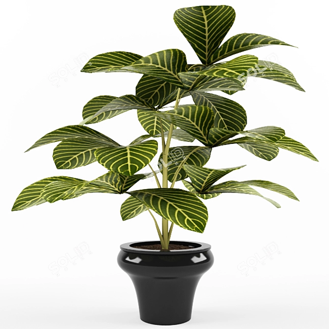 Realistic Schefflera Plant in Pot 3D model image 1