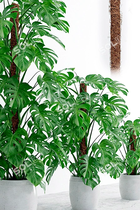 Monstera 4 Leaf Green Plant 3D model image 2