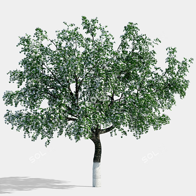 Tall Cherry Tree - 4m 3D model image 1