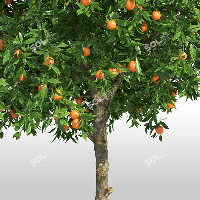 Tall & Lush Orange Tree 3D model image 2