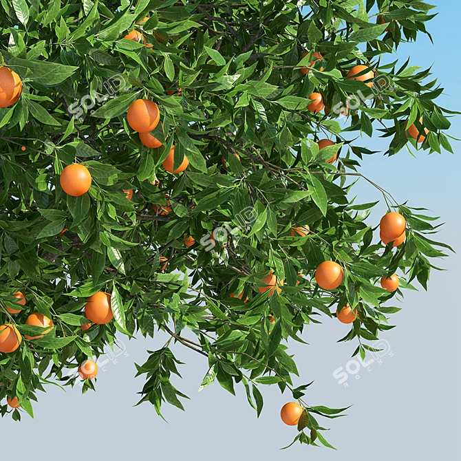 Tall & Lush Orange Tree 3D model image 3