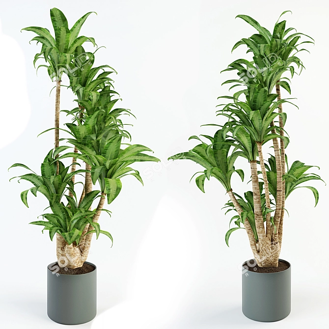 Elegant Dracaena Indoor Plant 3D model image 2