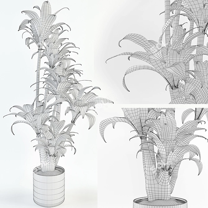 Elegant Dracaena Indoor Plant 3D model image 3