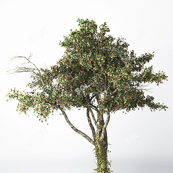 21-inch High Poly Tree Model 3D model image 1