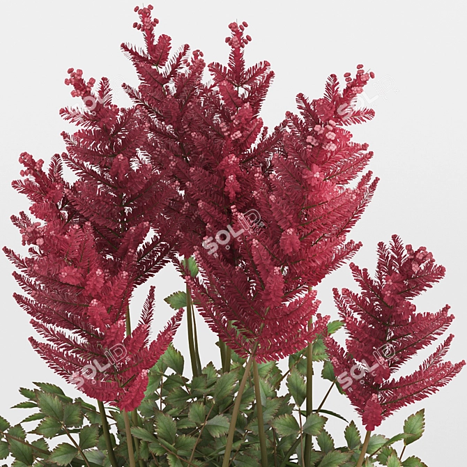 Elegant Astilbe Floral Arrangement 3D model image 3