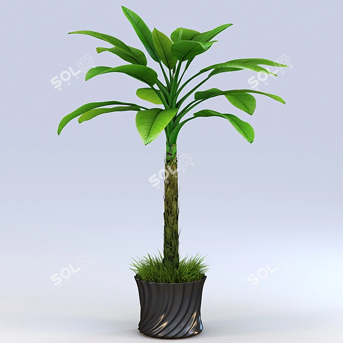 Tropical Palm Tree 1.8-2m 3D model image 1