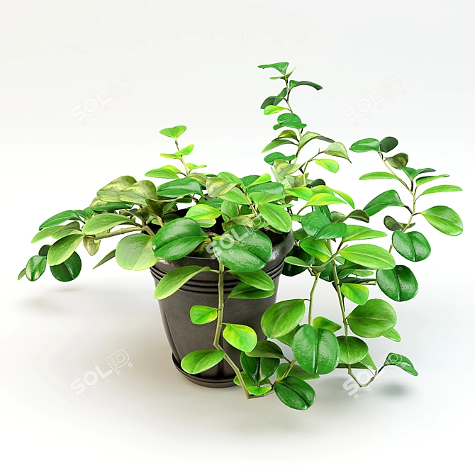 Peperomia Flowerpot - Two Designs 3D model image 1