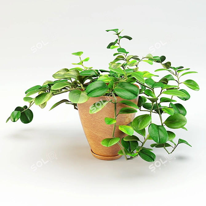 Peperomia Flowerpot - Two Designs 3D model image 2