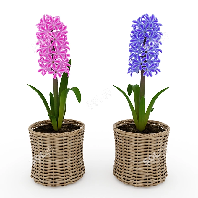 Pink and Blue Hyacinth in Wicker Basket 3D model image 1