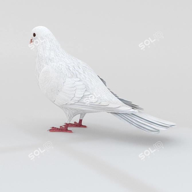 Rigged Dove 3D Model 3D model image 2