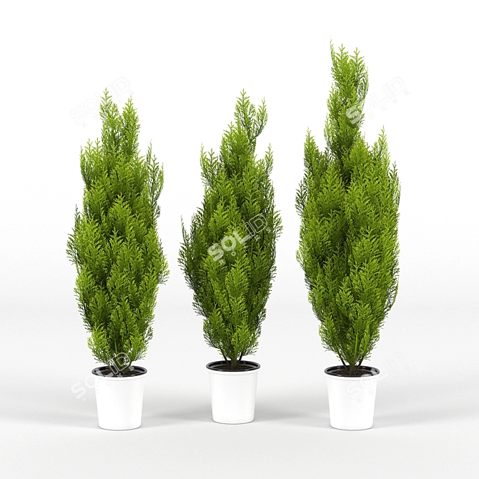 Evergreen Cupressus Wilma - 3D Plant Model 3D model image 1