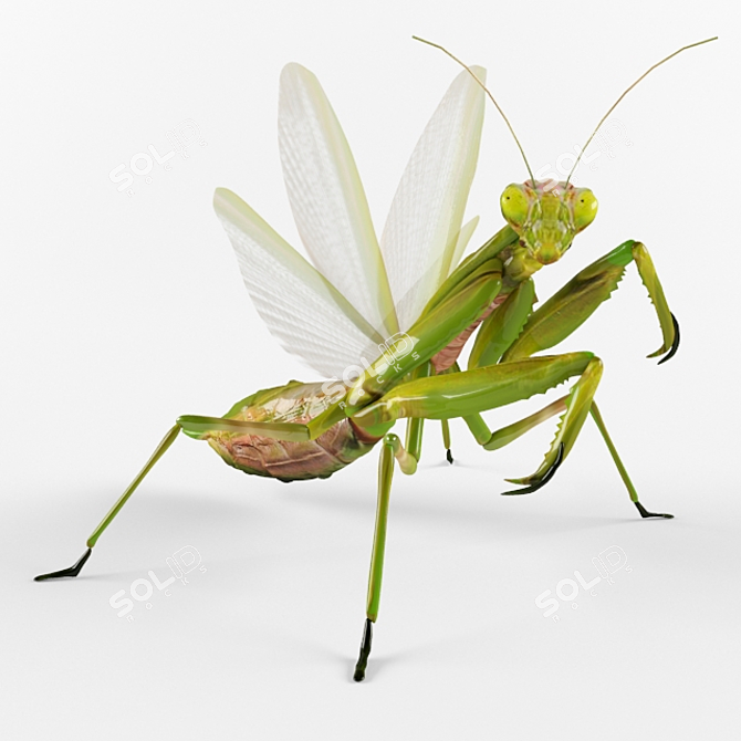 Mantis Religiosa: Elegant Insect Décor 3D model image 1