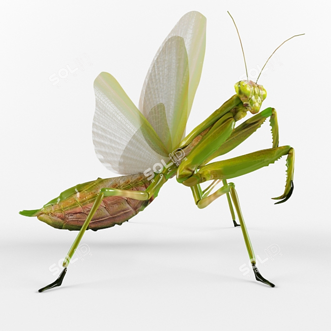 Mantis Religiosa: Elegant Insect Décor 3D model image 2