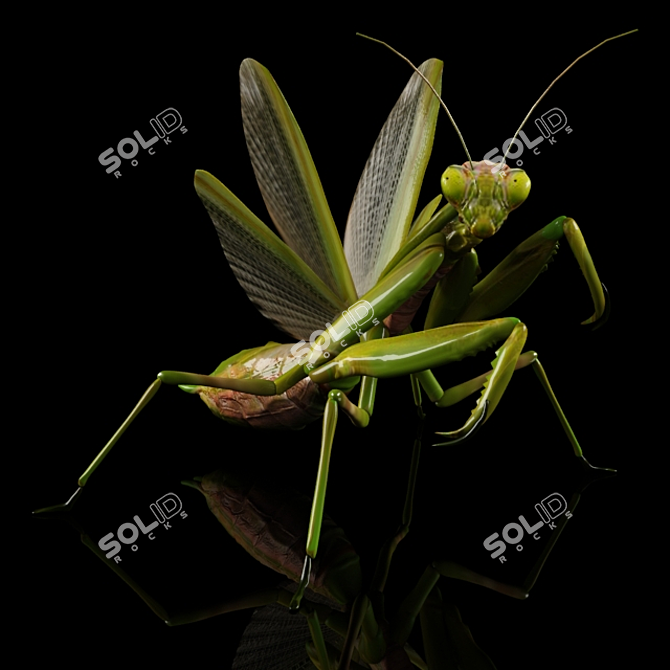 Mantis Religiosa: Elegant Insect Décor 3D model image 3