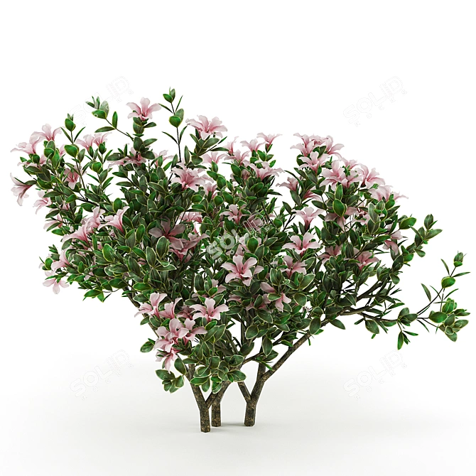 Serissa Foetida: Beautiful & Fragrant Flora 3D model image 1