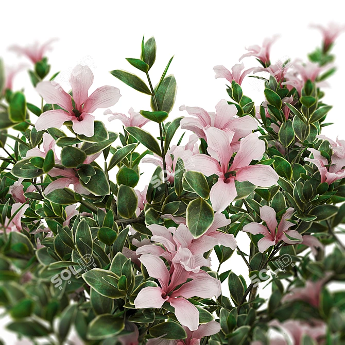 Serissa Foetida: Beautiful & Fragrant Flora 3D model image 2