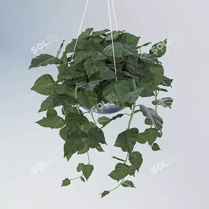 Tropical Philodendron: Hanging Indoor Plant 3D model image 2