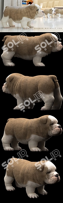 Charming English Bulldog Puppy with Beautiful Coat 3D model image 2