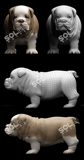 Charming English Bulldog Puppy with Beautiful Coat 3D model image 3