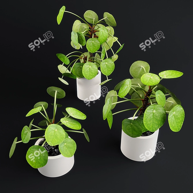 Lush Pilea Peperomioides Plant 3D model image 1