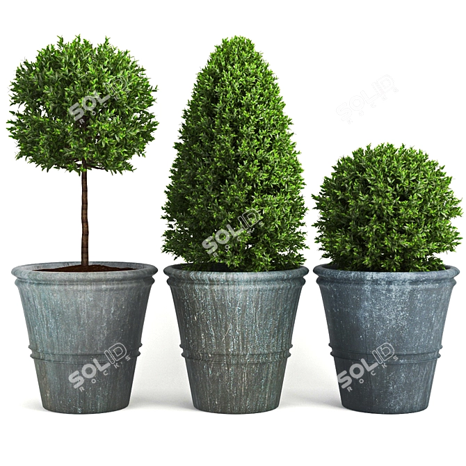 Buxus_two - High-quality 3D Plant Model 3D model image 1