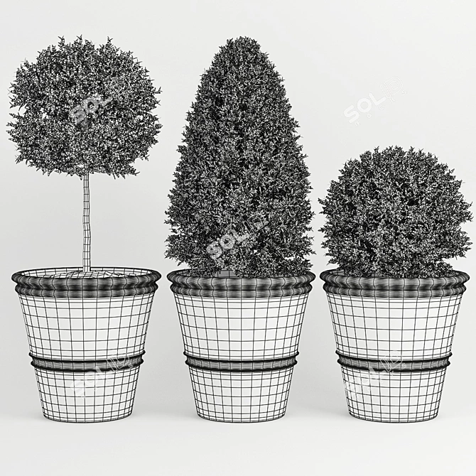 Buxus_two - High-quality 3D Plant Model 3D model image 2