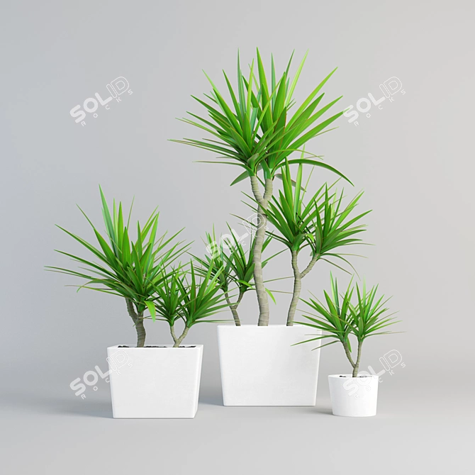 Elegant Outdoor Dracaena Marginata 3D model image 1