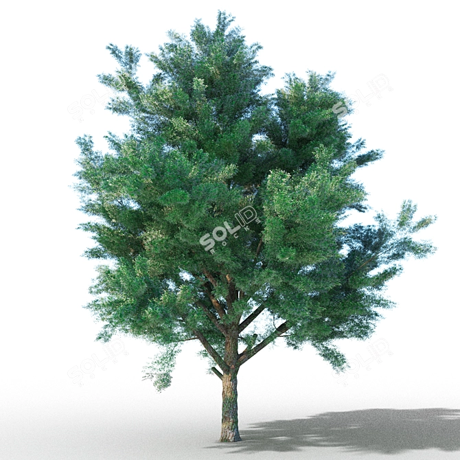PolyHighTree: High-polygon Tree with Materials 3D model image 1
