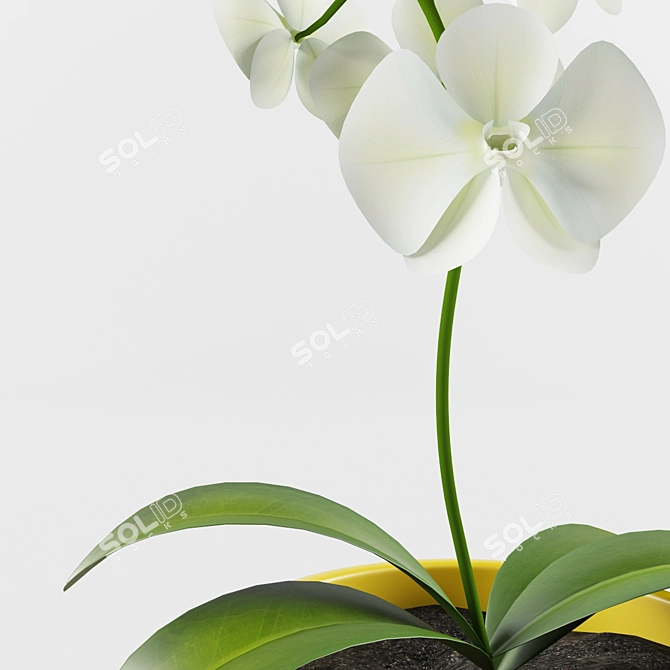 Lovely Plant 3D model image 2