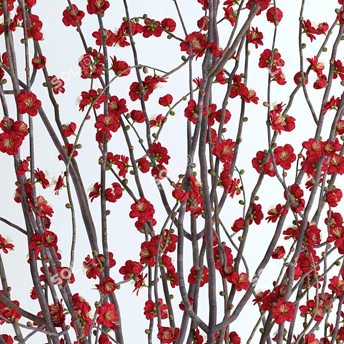 Realistic Red Blossom Branches 3D model image 2