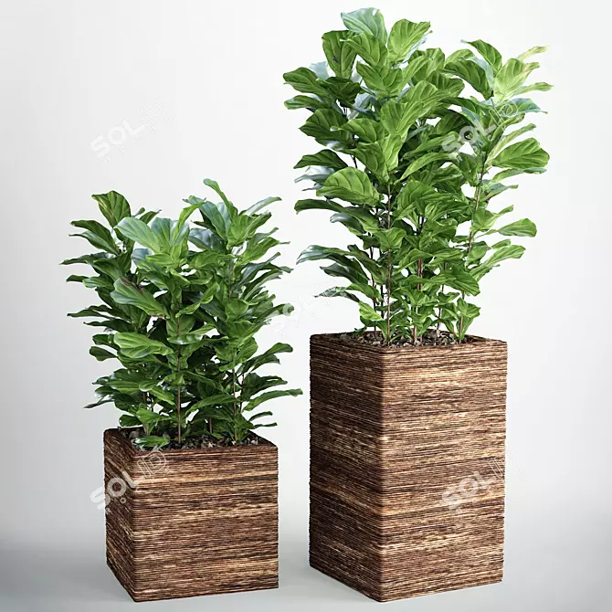 Lush Ficus Lyrata Plant 3D model image 1