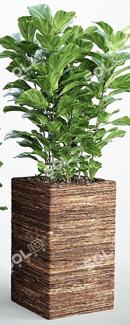 Lush Ficus Lyrata Plant 3D model image 2