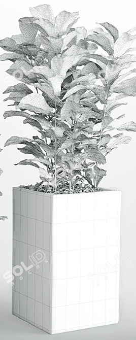 Lush Ficus Lyrata Plant 3D model image 3