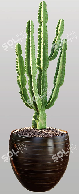 Archived Cactus Model with Textures & Materials 3D model image 2