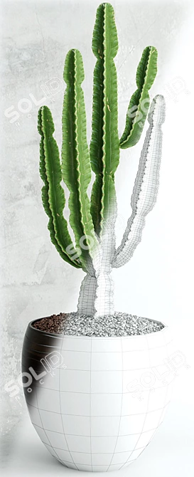 Archived Cactus Model with Textures & Materials 3D model image 3