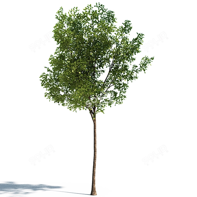 Realistic 4.5m Tilia Tree 3D model image 1