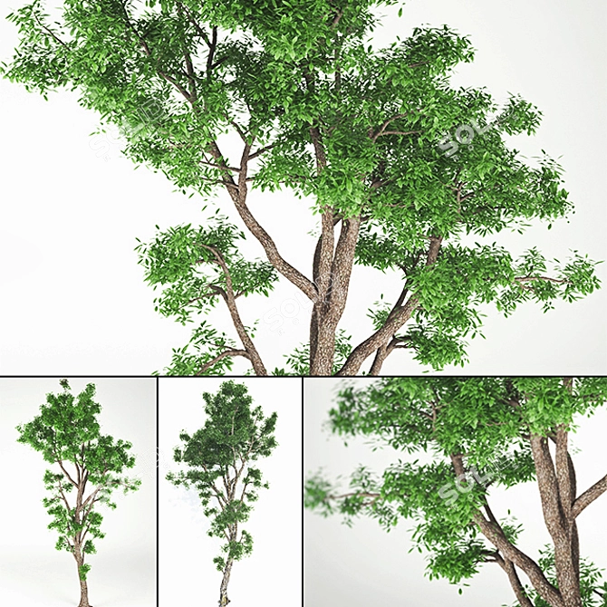20-Tree: High Poly, Ultimate Joy 3D model image 1