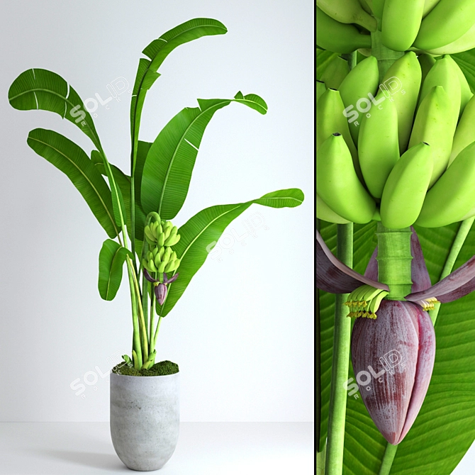 Realistic Banana Tree with Moss - Stylish and Lifelike Décor 3D model image 1