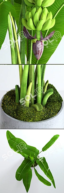 Realistic Banana Tree with Moss - Stylish and Lifelike Décor 3D model image 2