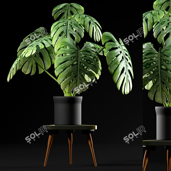 Tropical Monstera Plants for Sale 3D model image 1