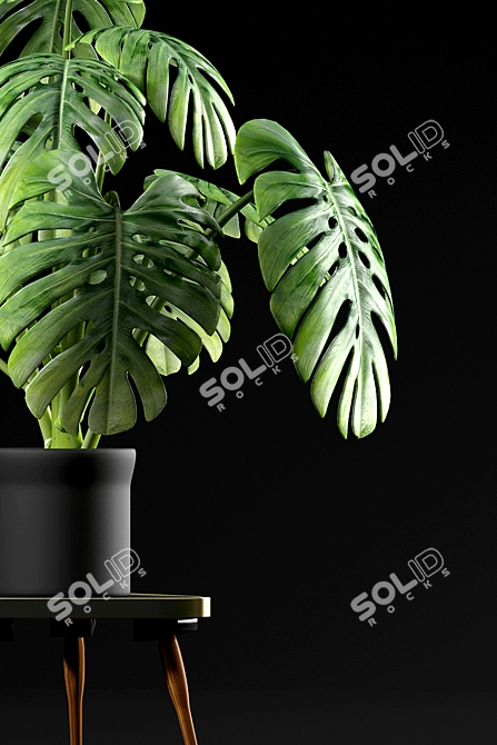 Tropical Monstera Plants for Sale 3D model image 2