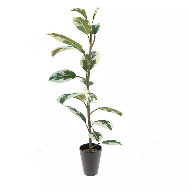 Pipal: Exquisite Ficus Plant 3D model image 1