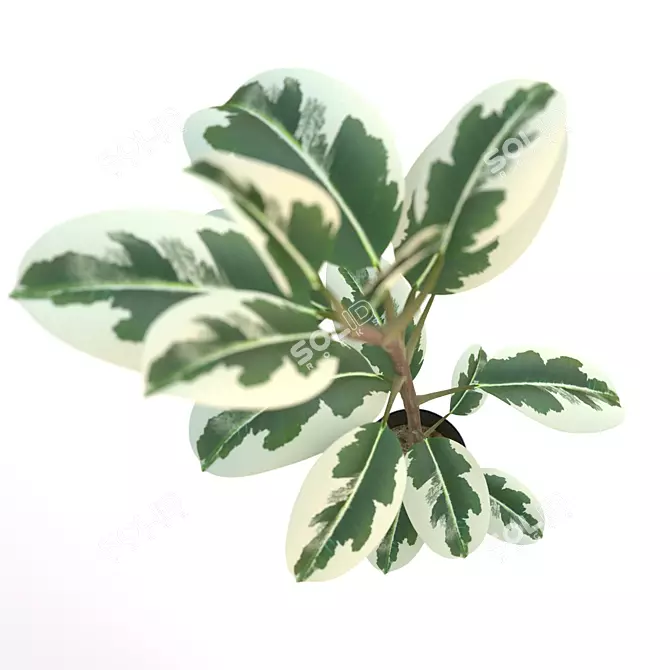Pipal: Exquisite Ficus Plant 3D model image 2