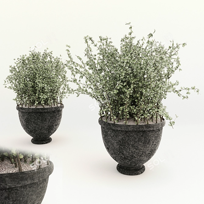 Lush Potted Bush 3D model image 1