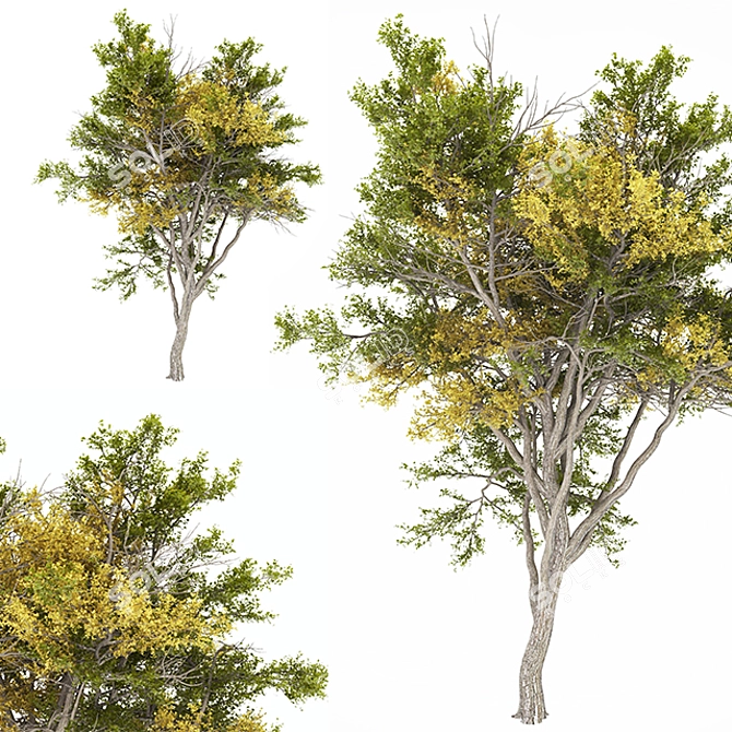 Autumn Tree 02 | High Poly 3D model image 2