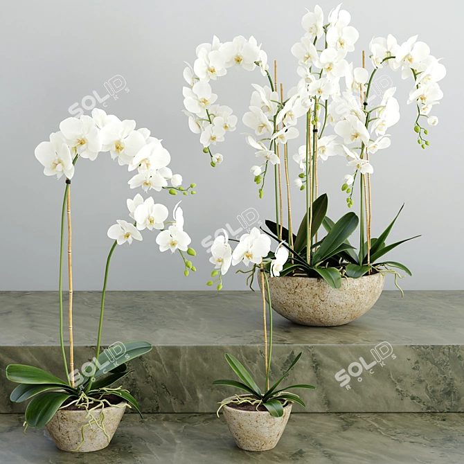 Elegant Orchid 2: 3D Flower Model 3D model image 1