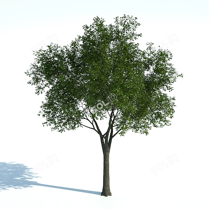  Majestic Common Tree - 11m Tall 3D model image 1