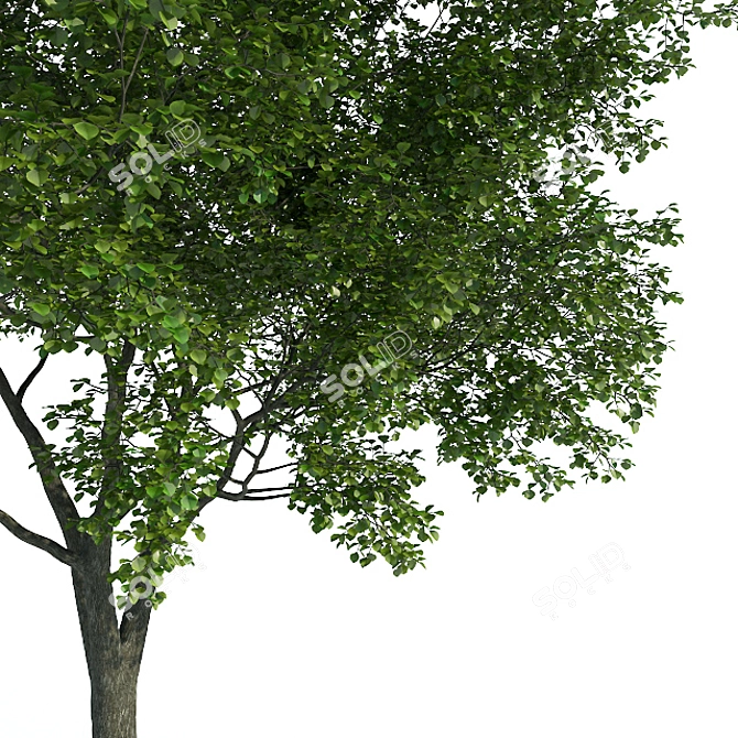  Majestic Common Tree - 11m Tall 3D model image 2