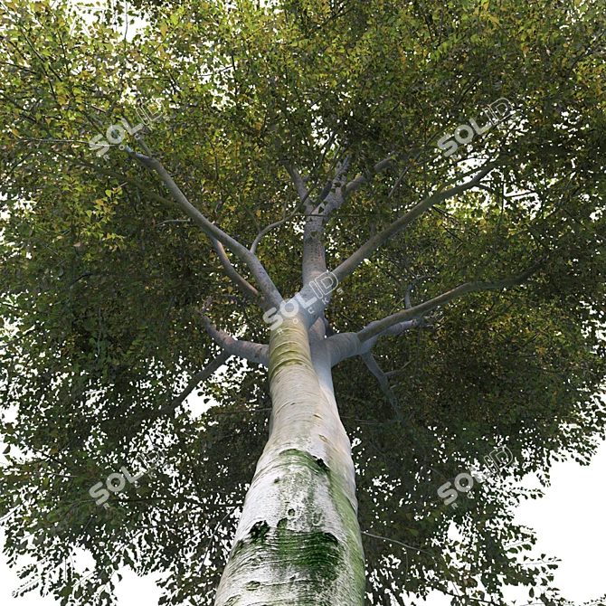 European Beech Tree: Geometric Foliage & Unique Texture 3D model image 3